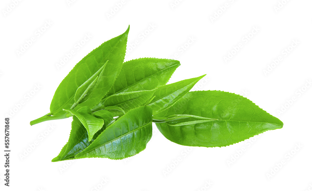 green tea leaf isolated on transparent png green tea leaf isolated on transparent png