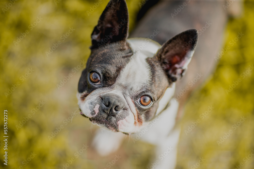 Portrait of a French bulldog with brown eyes