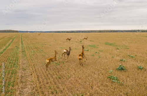 Family of roe deers running on a field in Latvia  Baltic States