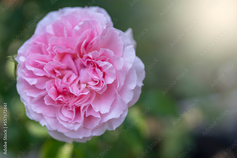 pink rose flower