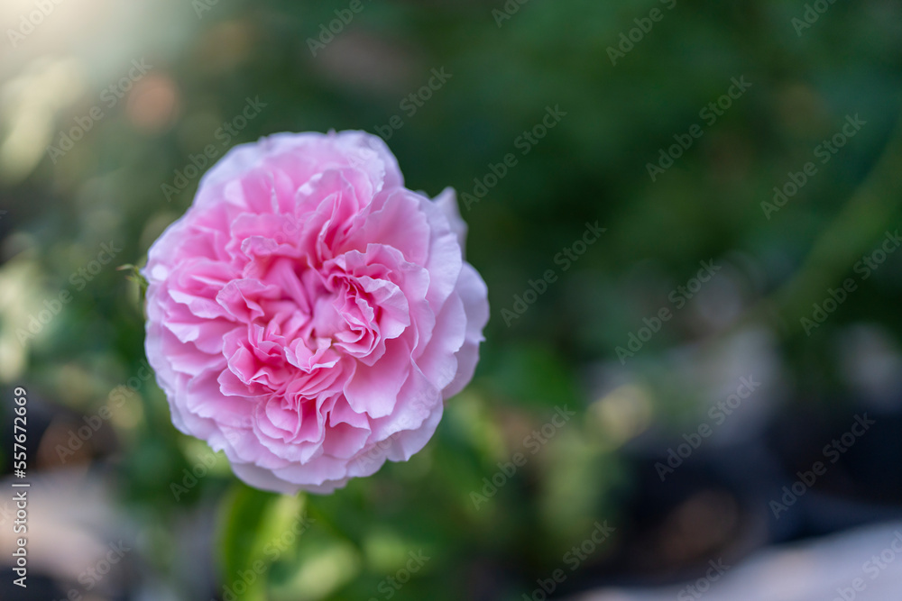 pink rose in the garden