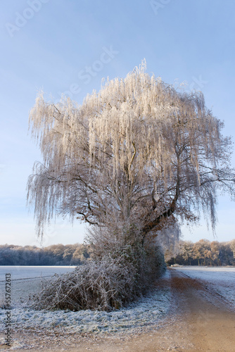 Baum mit Raureif, Nordrhein-Westfalen, Deutschland, Europa