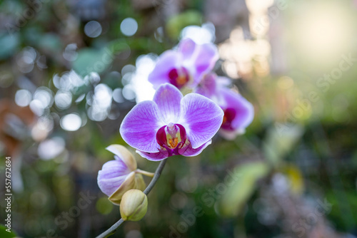 purple orchid flowers