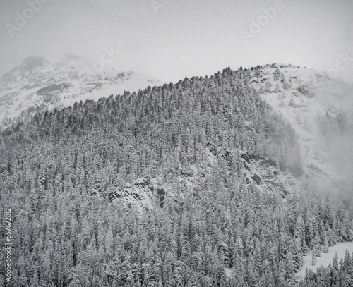 White out snow landscape over forest of pine trees on mountains in scenic alpine view