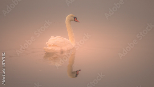 Fototapeta Naklejka Na Ścianę i Meble -  reflection of a mute swan on the calm water of a lake with a light filtered by the mist