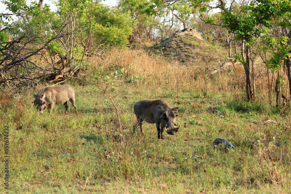Warthog, Kruger National Park, South Africa Warthog, Kruger National Park, South Africa
