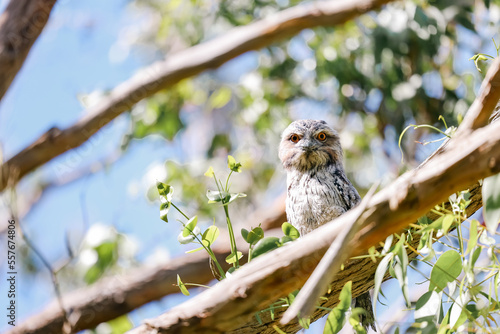 Tawny Frogmouth native Austrlalian owl variety sitting on branch in the wild photo