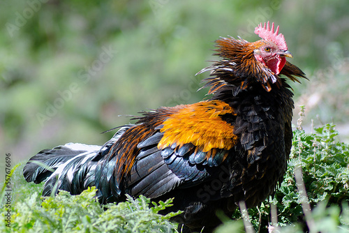 Gallo Cabreado