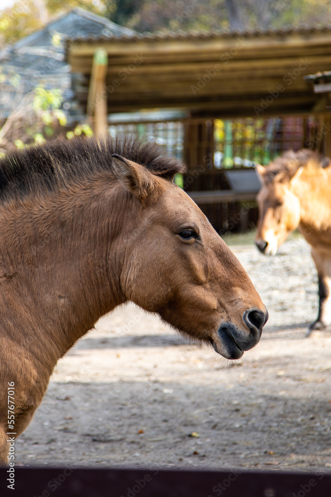 Przewalski's horse. Brown horses portrait. Animal face in profile. Przewalski's horse. Brown horses portrait. Animal face in profile.