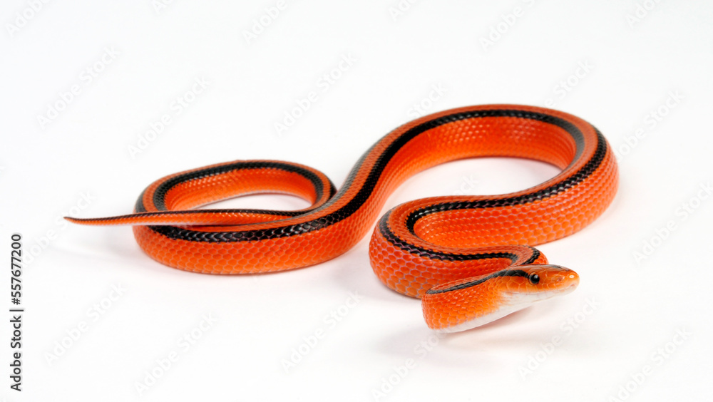 Fototapeta premium Red Bamboo Snake // Rote Bambusnatter (Oreocryptophis porphyraceus coxi)