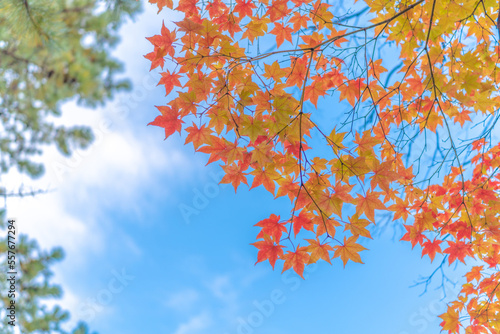 青空と紅葉