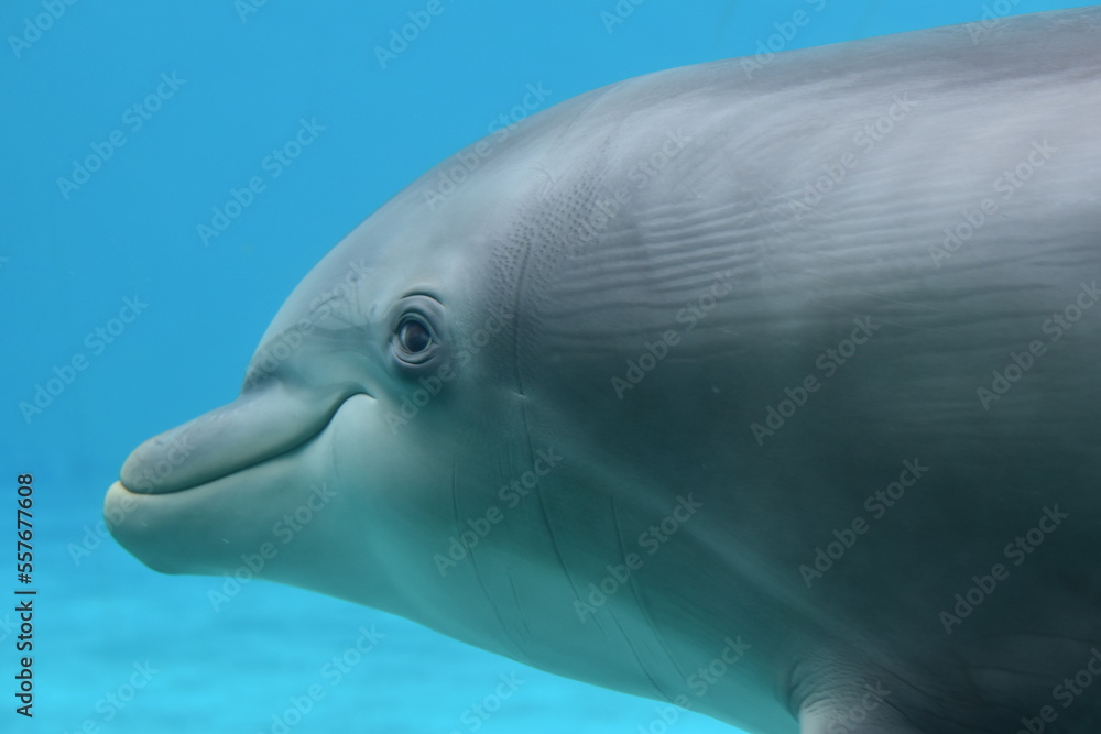 Naklejka premium Dauphin