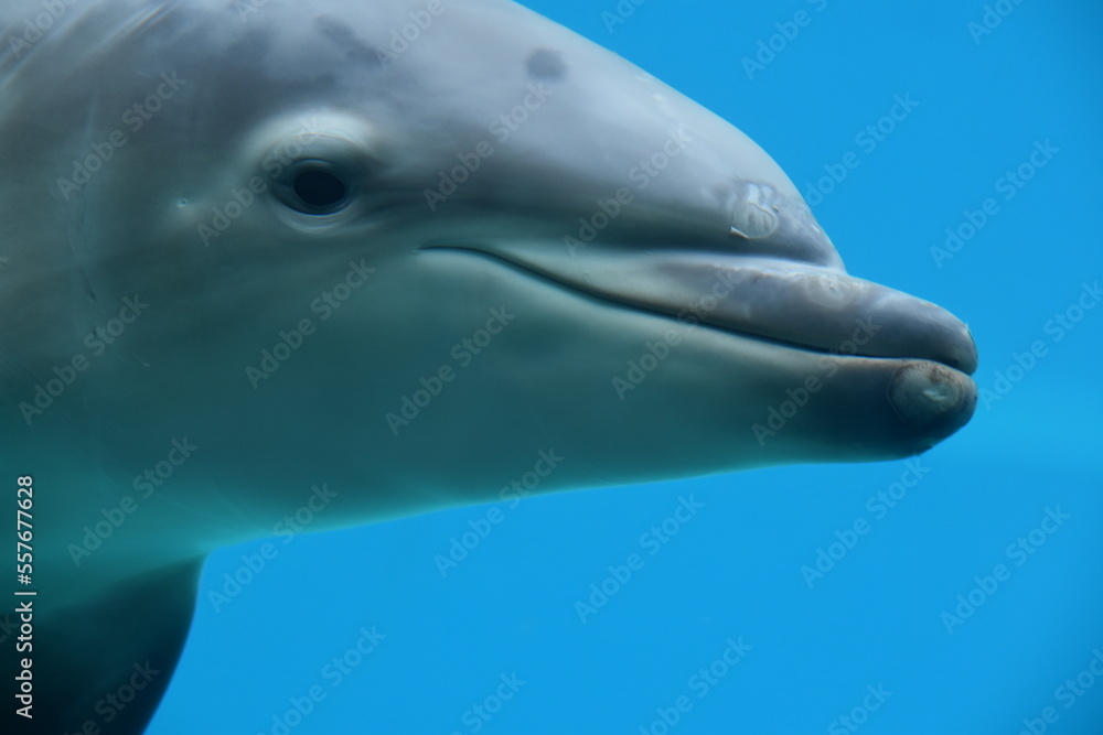 Fototapeta premium Bébé Dauphin