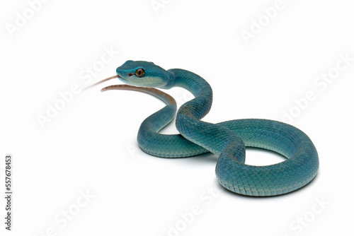 Blue viper snake on white background