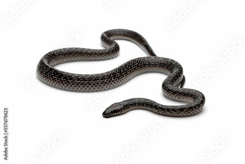 lycodon capucinus snake on isolated background