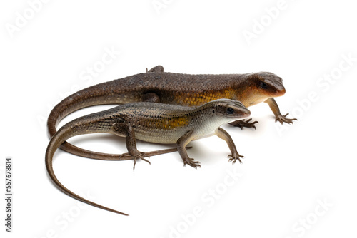 a pair of lizards eutropis multifasciata closeup from side view