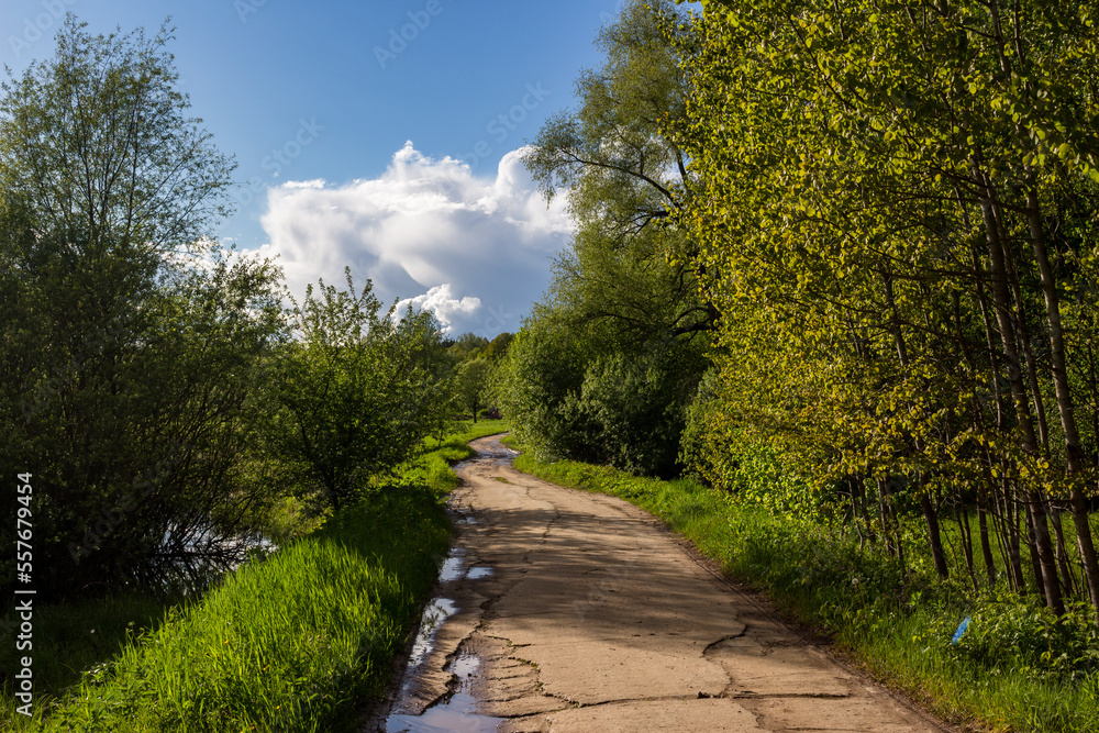 An old deserted road laid through the green thickets of trees and shrubs