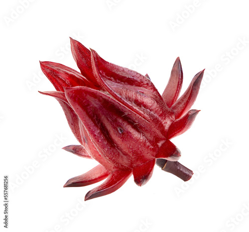 fresh roselle hibiscus on transparent png photo