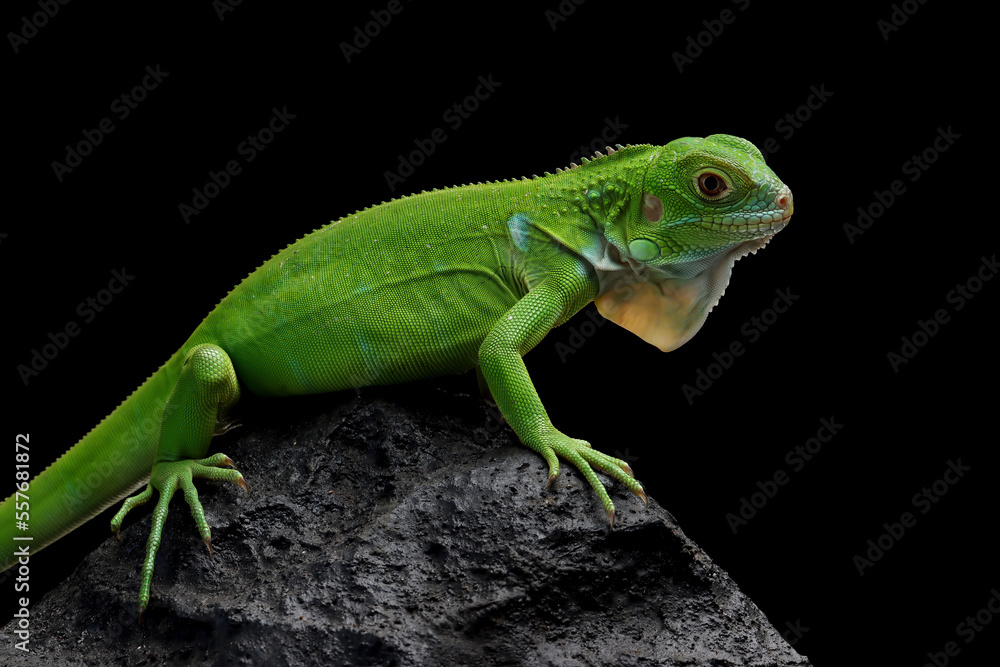 Green Iguana closeup on stone with black background, Green Iguana closeup head Green Iguana closeup on stone with black background, Green Iguana closeup head