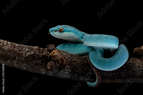 Blue viper snake on branch, Baby viper snake closeup on isolated background