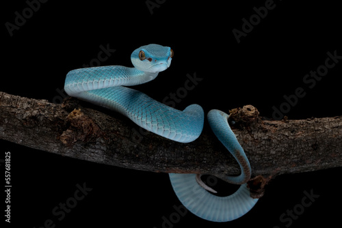Blue viper snake on branch, Baby viper snake closeup on isolated background