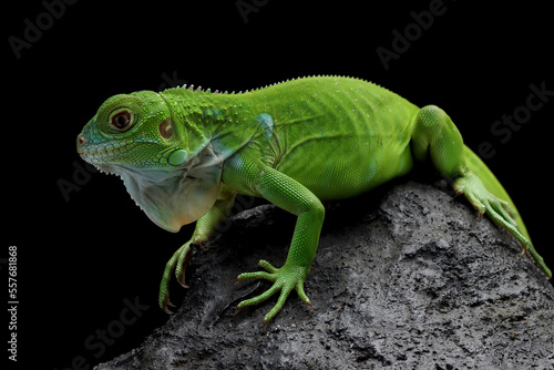 Green Iguana closeup on stone with black background, Green Iguana closeup head