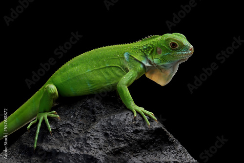 Green Iguana closeup on stone with black background, Green Iguana closeup head