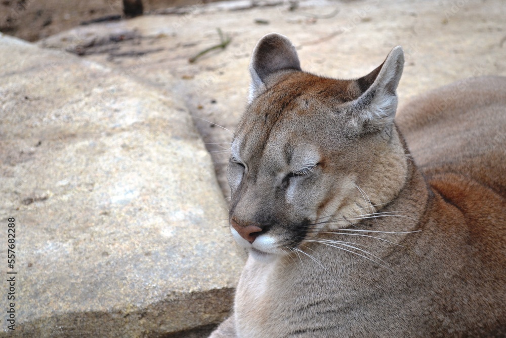 Naklejka premium Puma