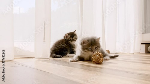 Little kittens play having fun near window in the sunlight. Cats playing with each other. High quality 4k footage