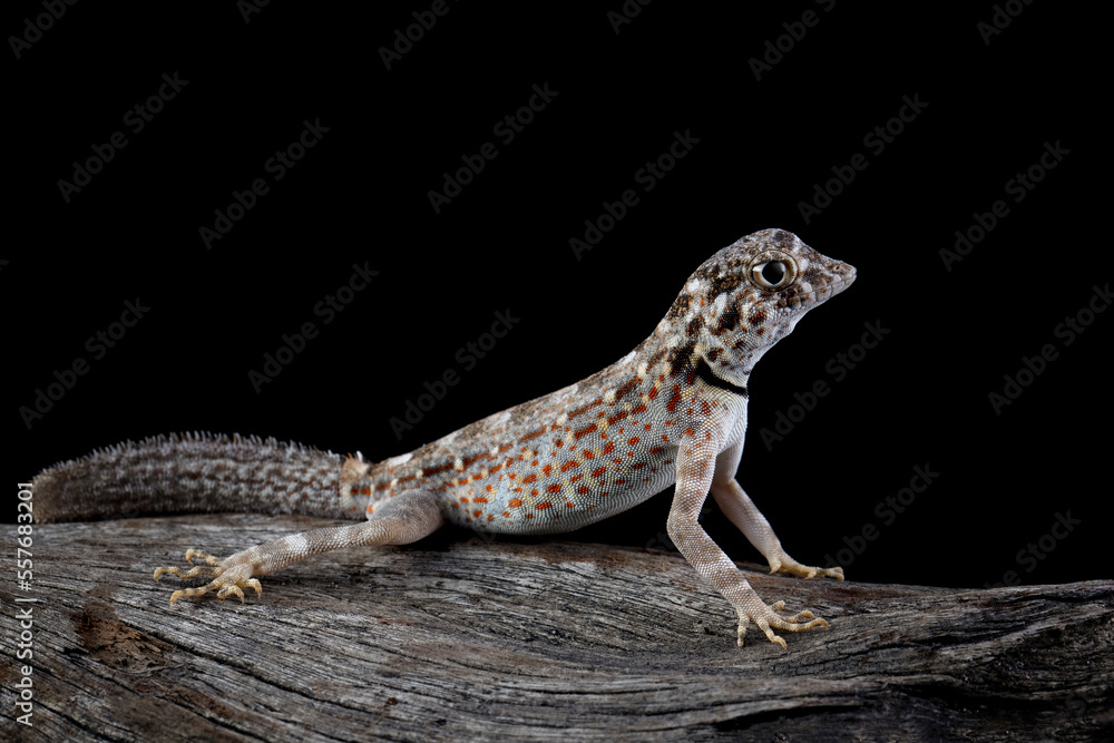 Scorpion Tailed Gecko Scorpion Tailed Gecko