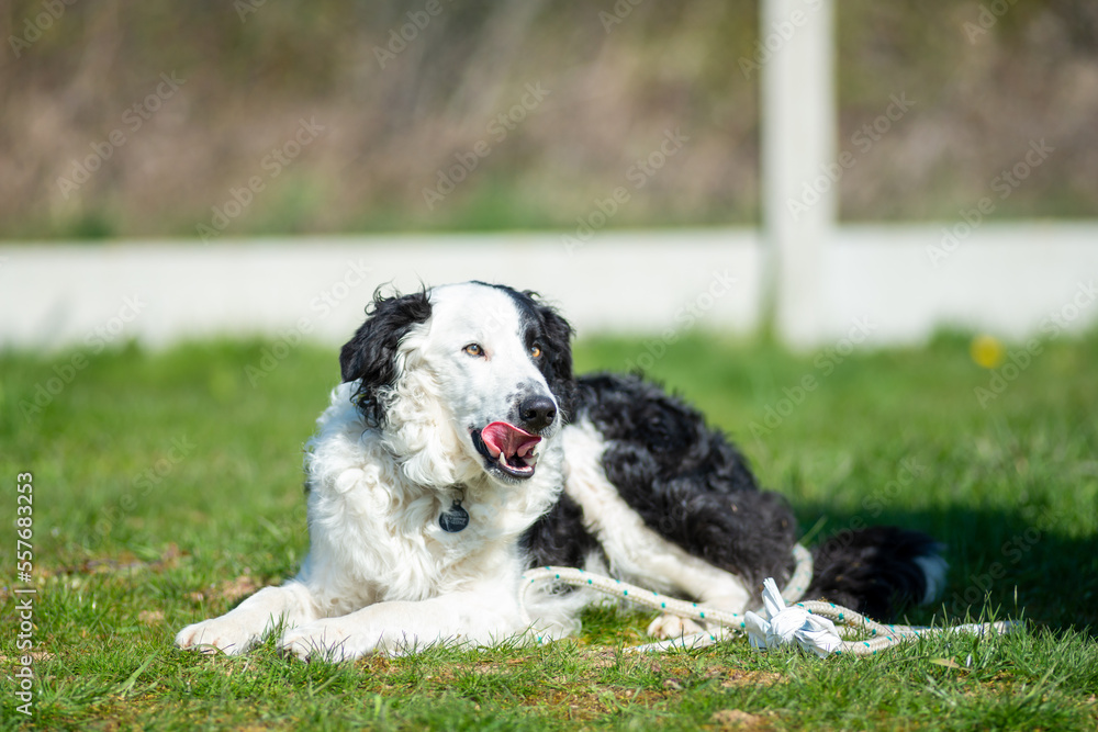 portrait d'un chien de berger dans un joli parc portrait d'un chien de berger dans un joli parc