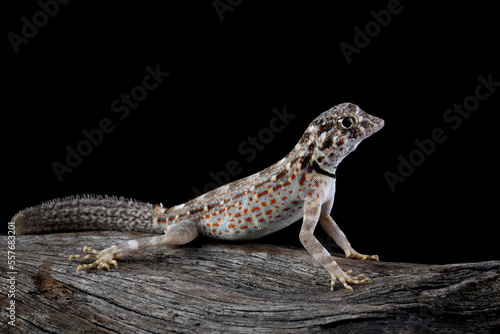 Scorpion Tailed Gecko "Pristurus carteri", Scorpion tail gecko closeup on wood