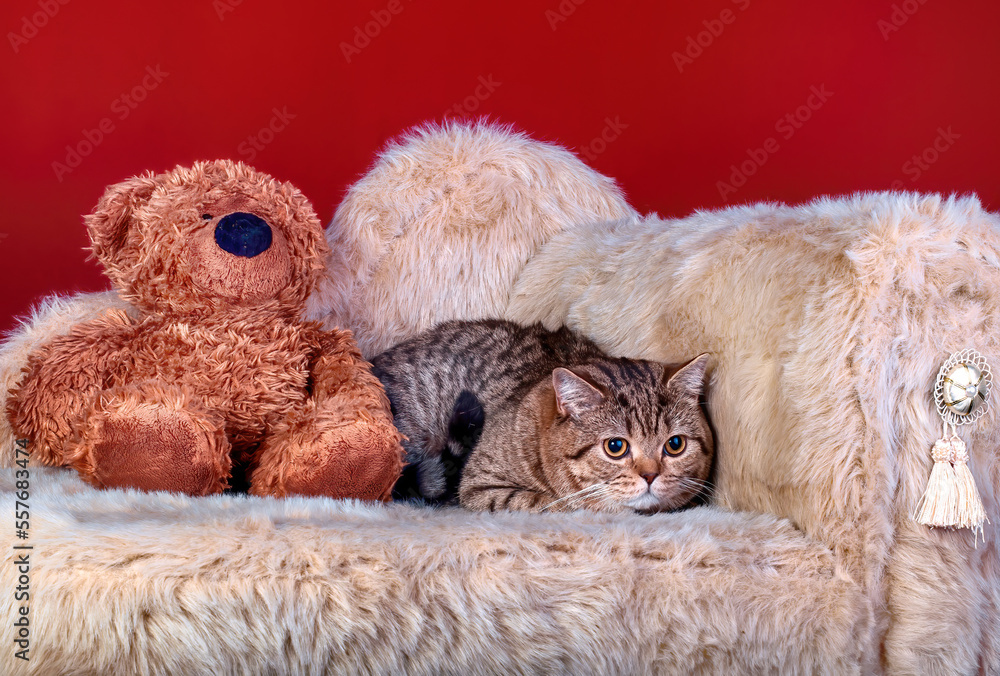 A cute Scottish fold cat sitting on a couch on green background.