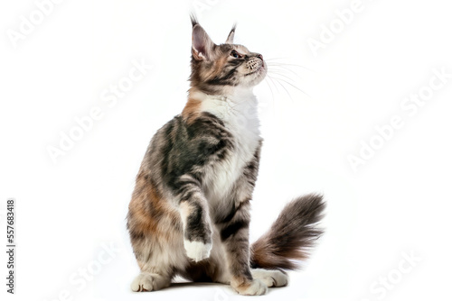 A big maine coon kitten in studio on white background  isolated.