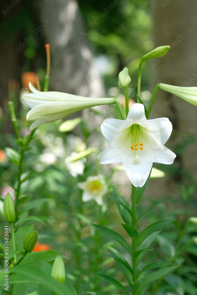 white lily in full bloooming white lily in full bloooming