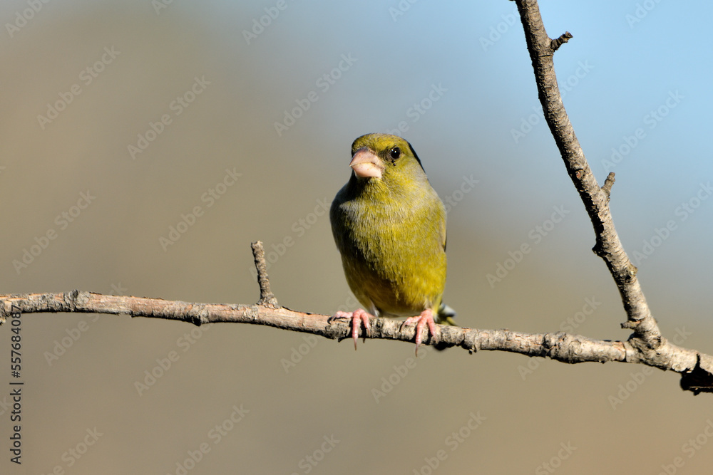 verderón europeo o verderón común posado en una rama con fondo ocres y verdes (Chloris chloris) Málaga Andalucía España verderón europeo o verderón común posado en una rama con fondo ocres y verdes (Chloris chloris) Málaga Andalucía España