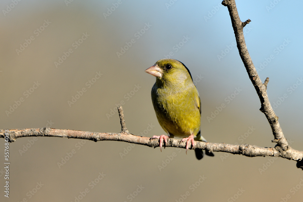 verderón europeo o verderón común posado en una rama con fondo ocres y verdes (Chloris chloris) Málaga Andalucía España verderón europeo o verderón común posado en una rama con fondo ocres y verdes (Chloris chloris) Málaga Andalucía España