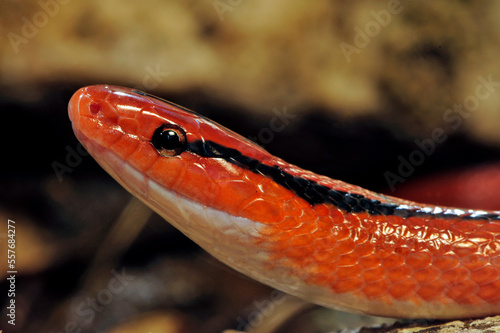 Red Bamboo Snake // Rote Bambusnatter (Oreocryptophis porphyraceus coxi)