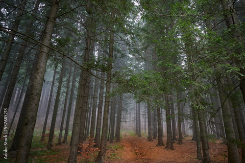Trail in a coniferous forest in autumn