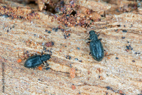 Tiny minute brown scavenger beetle Latridiidae, lathridiidae on wood. High magnification. photo