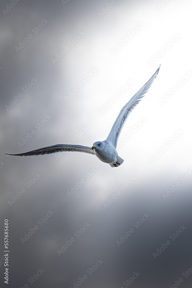 Flying sea gull in a grey sky at the North Sea in the Netherlands, Europe Flying sea gull in a grey sky at the North Sea in the Netherlands, Europe