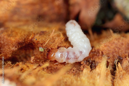 Melandryidae larva (Orchesia micans or luteipalpis) inside the fruiting body of an arboreal fungus.