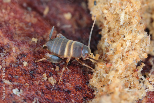 Ant loving cricket  Ant cricket  Myrmecophilous cricket  Ant s nest cricket  Myrmecophilus acervorum . An insect in an anthill under the bark of a pine tree.