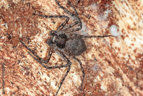 A forest spider Philodromus margaritatus on the wood of a tree. A predator that preys on other small invertebrates.