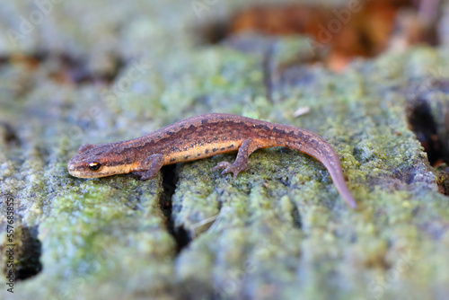 Obraz na plátně Lissotriton vulgaris, known as the smooth newt or the common newt