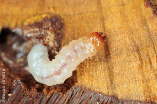 Melandryidae larva (Orchesia micans or luteipalpis) inside the fruiting body of an arboreal fungus. photo