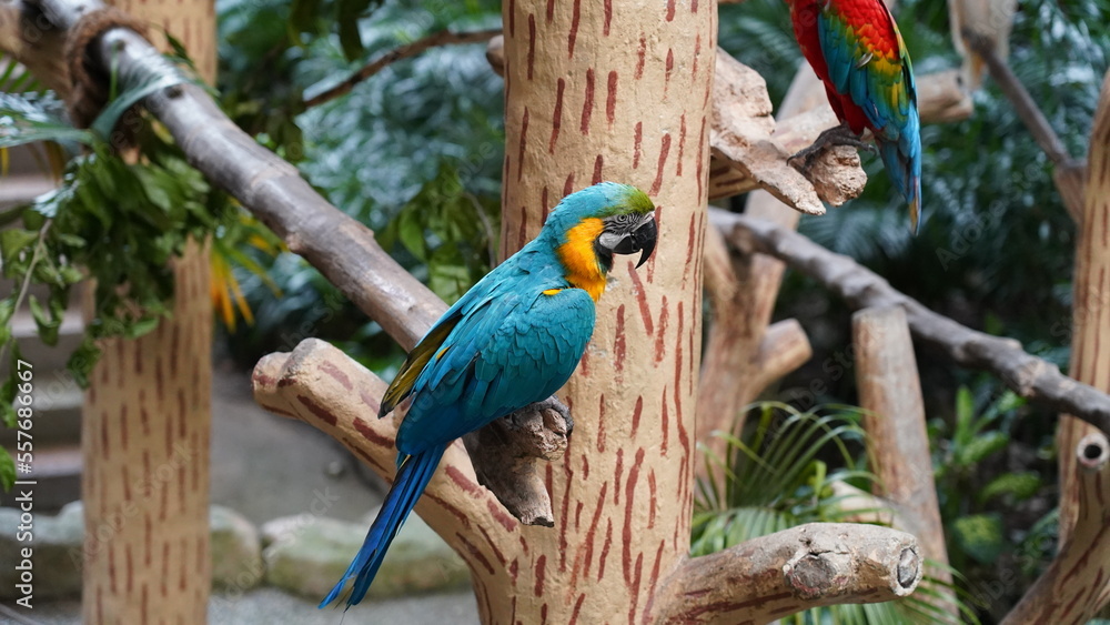 Obraz premium Blue and Gold Macaw|Ara ararauna|Psittacidae|Scarlet Macaw|金刚鹦鹉|𪄳鷎|藍黃金剛鸚鵡