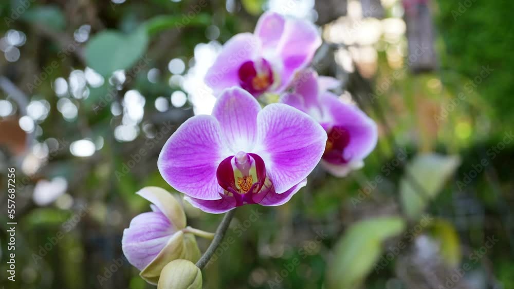 Beautiful blossom purple Phalaenopsis at garden. Beautiful blossom purple Phalaenopsis at garden.
