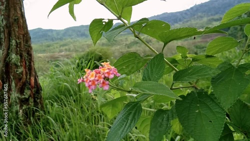 natural panorama with pink flowers swaying in the wind