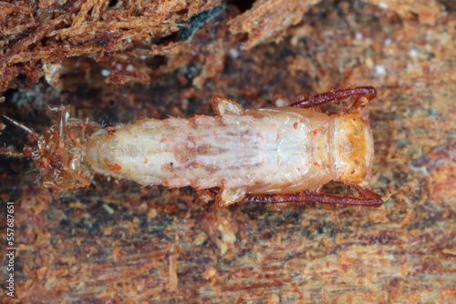 Closeup on pupa of silvanid flat bark beetle, Uleiota planata, hiding under a fallen log in the forest. photo